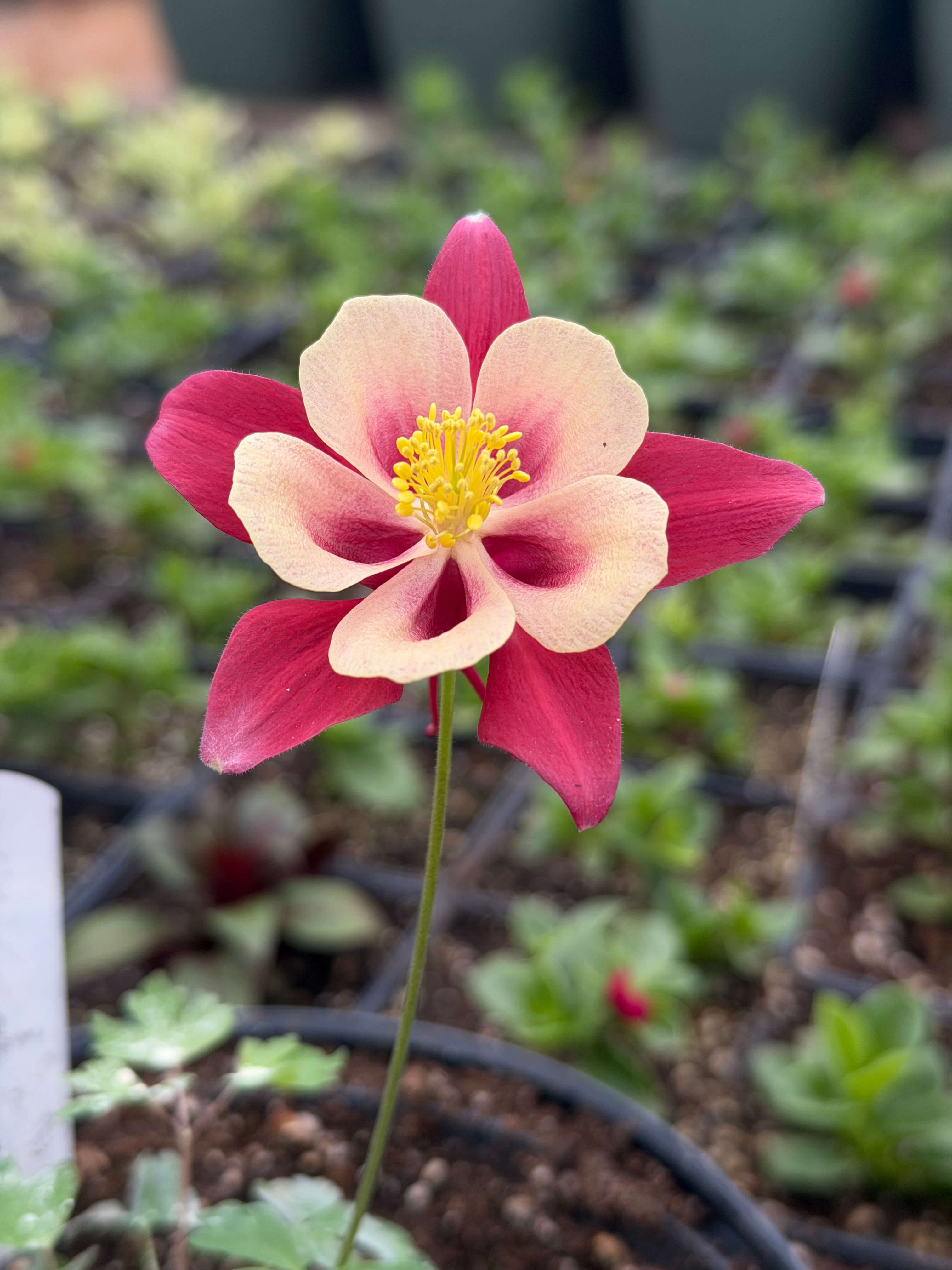 Red and cream columbine