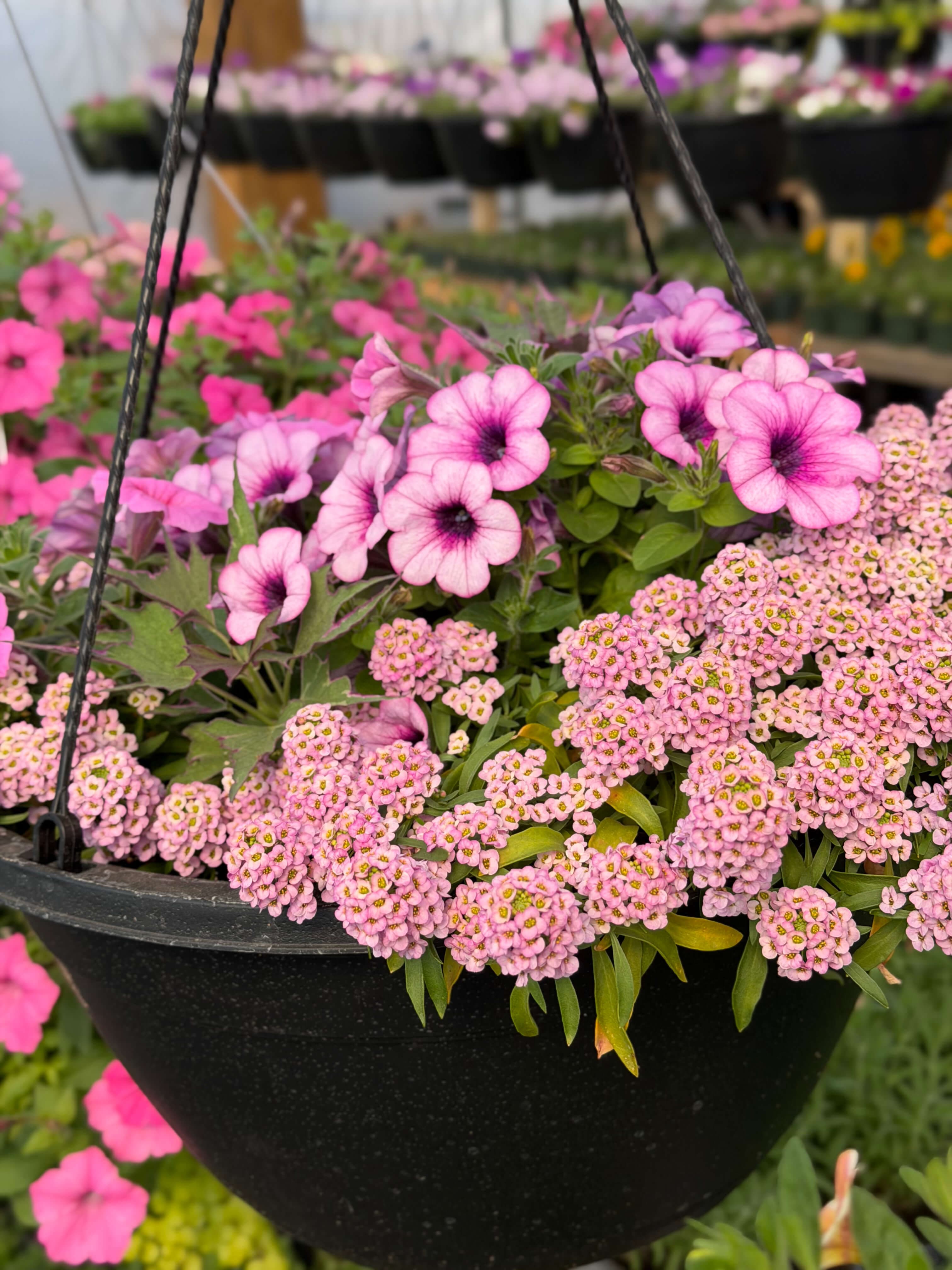 Pink hanging basket